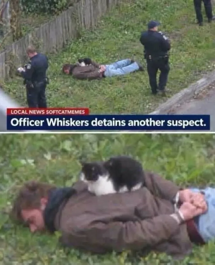 Funny feral meme showing cat on suspect with caption Officer Whiskers detains another suspect
