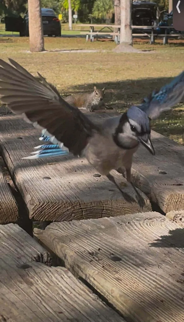 A blue jay taking flight from a wooden picnic table near a squirrel, showcasing angry birds in action.