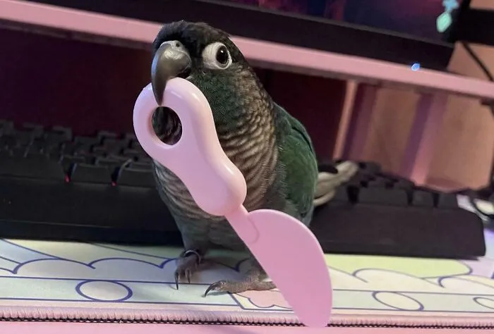 A small green parrot holding a pink plastic knife, looking like one of the angry birds.
