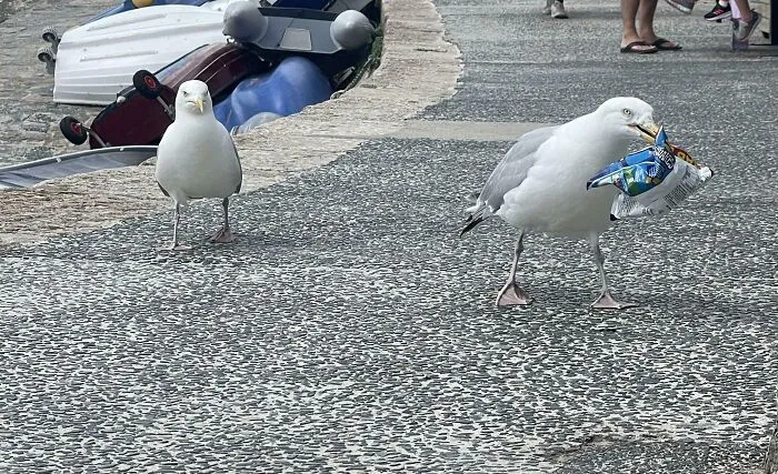 A seagull walks with a stolen bag of chips in a photo of hilarious angry birds.