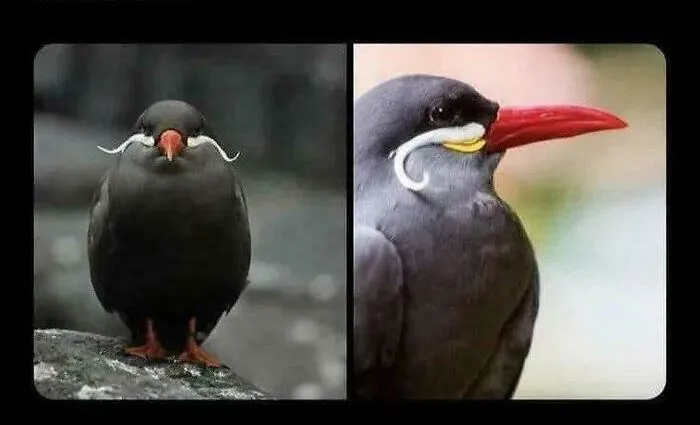 A split image of an Inca tern bird looking serious with white mustache feathers, fitting the angry birds theme.
