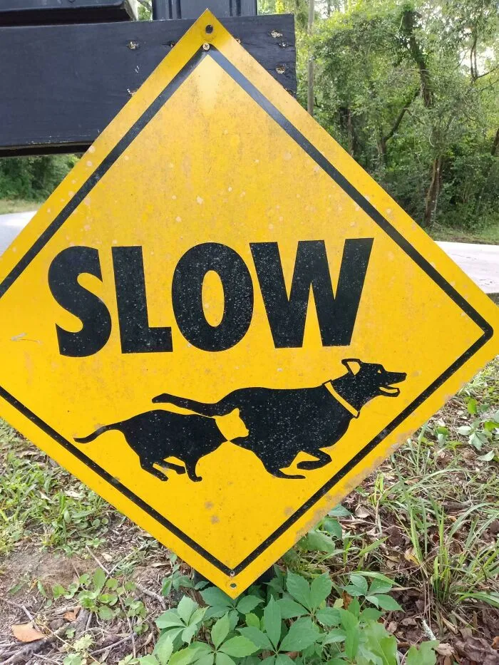 Yellow road sign with dog and cat running under the word slow