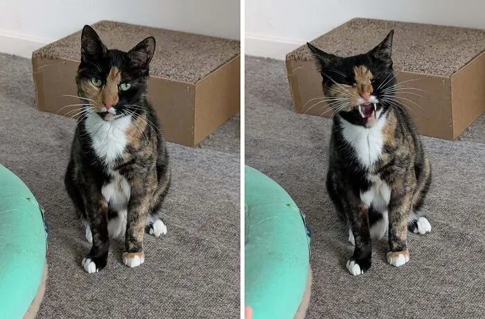 Majestic tortoiseshell cat sitting and yawning showing funny contrast
