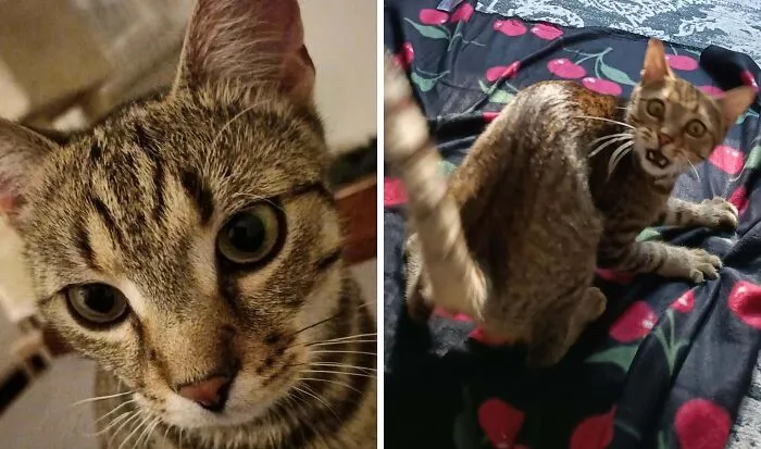 Tabby cat stretching forward on a green cat climbing structure