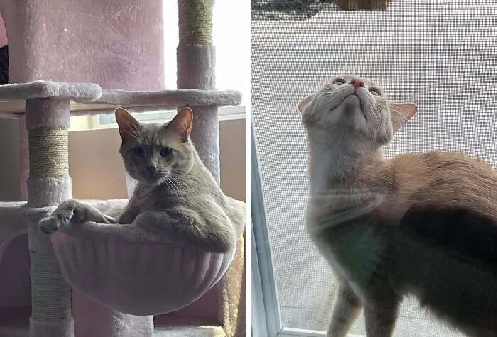 Cat relaxing on pink cat tree and looking up through window