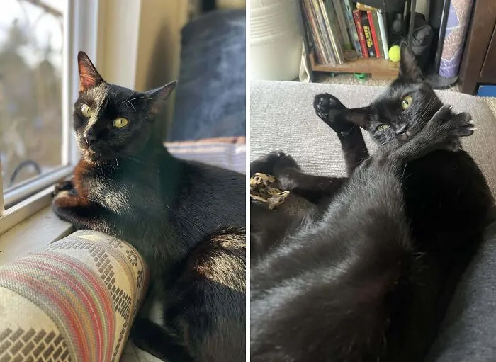 Black cat basking in sunlight and then in a playful twisted pose