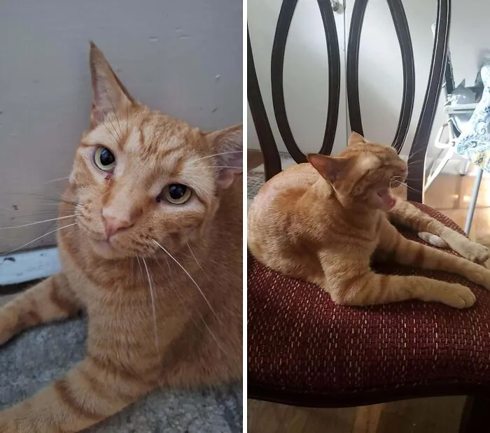 Ginger cat poses with serious and yawning expressions on different surfaces