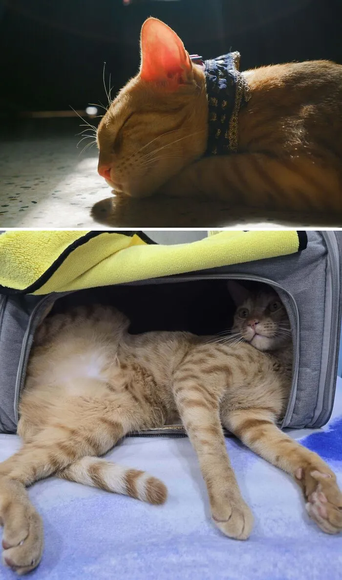 Orange cat sleeps peacefully with patterned collar in sunlight then sprawled in a bag