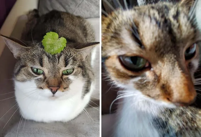 Tabby cat with a leaf on its head and a close-up of its face with curious eyes