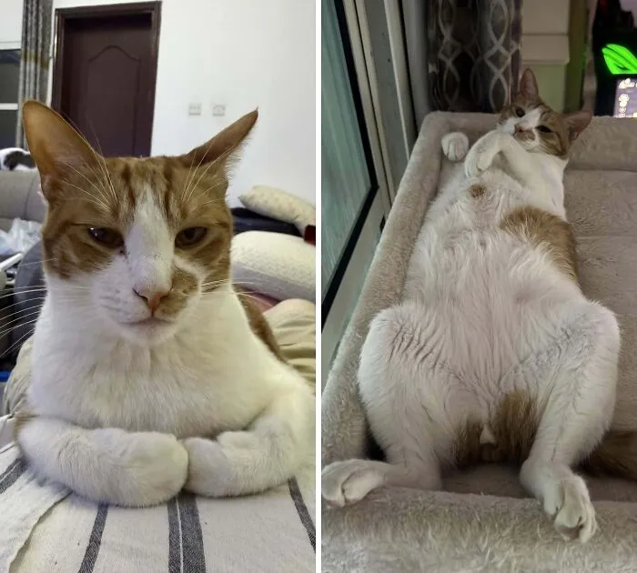 Majestic cat resting with paws folded on striped fabric indoors