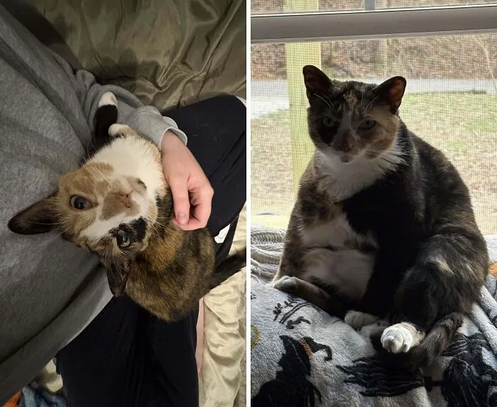 Two tortoiseshell cats, one lying on owner and one sitting by window in amusing cat owner photos