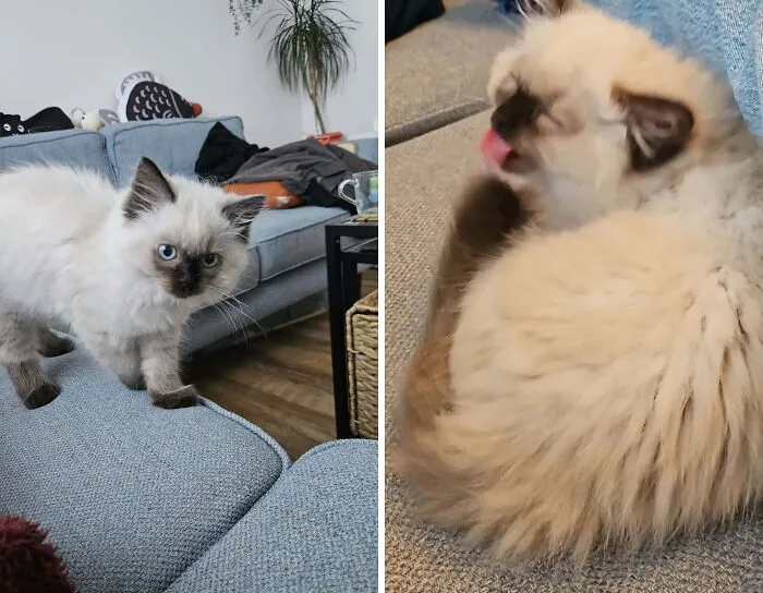Fluffy Siamese kitten walking and licking paw on couch in humorous cat owner photos