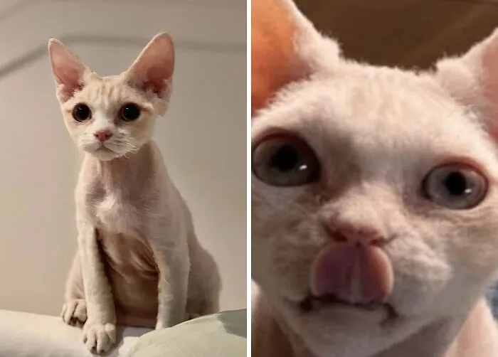 Sphynx cat showing serious and funny facial expressions in cat owners' majestic and unflattering photos