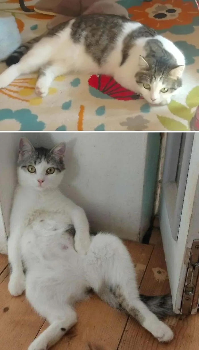 Tabby and white cat lying down and sitting awkwardly on wooden floor in cat owner photos