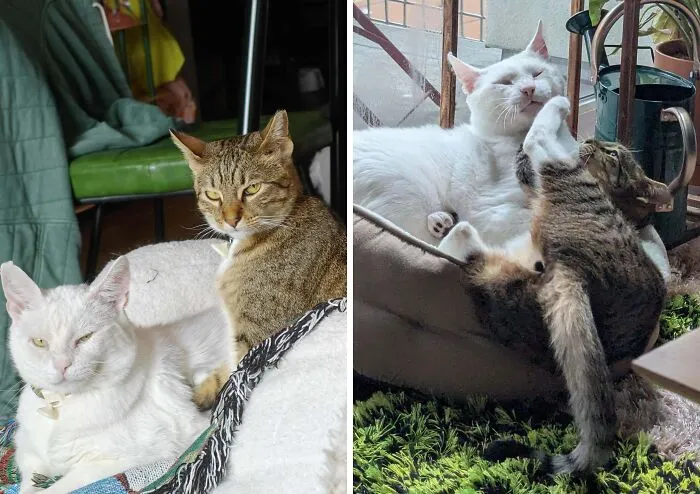 Two cats resting with one white and one tabby, showing cat owners majestic and unflattering photos