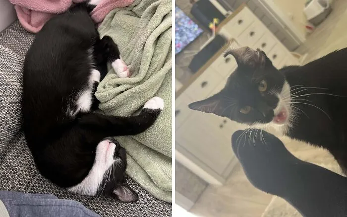 Majestic tuxedo cat sleeping curled up on cozy blankets and its playful less flattering pose indoors