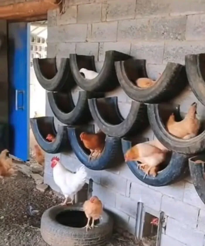 Chickens resting in halved tires mounted on a wall, an example of creative Slavic engineering.