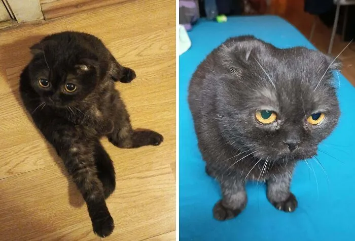 Black cat looking regal with alert ears and next to its funny less flattering silly face indoors