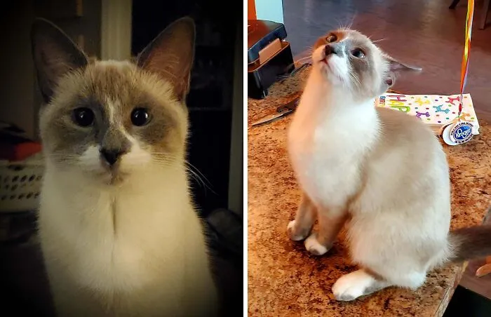 Beautiful Scottish Fold cat sitting alert on wood floor and side image showing quirky less flattering pose