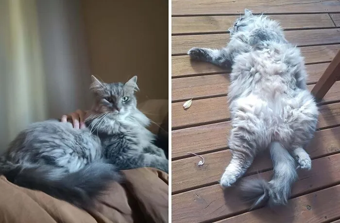Fluffy gray cat resting peacefully and the same cat sprawled on wooden floor