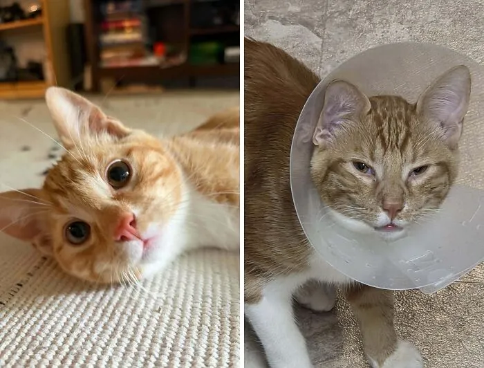 Orange cat looking curious and the same cat with a cone collar looking tired