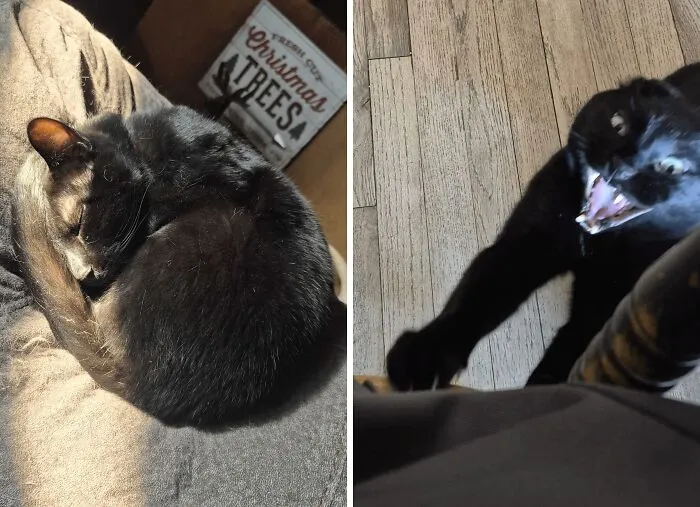 Black cat sleeping curled up and same cat aggressively clawing with mouth open