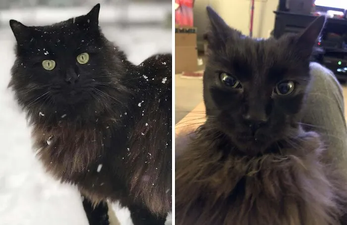 Black long-haired cat in snowy outdoors and same cat making funny face indoors