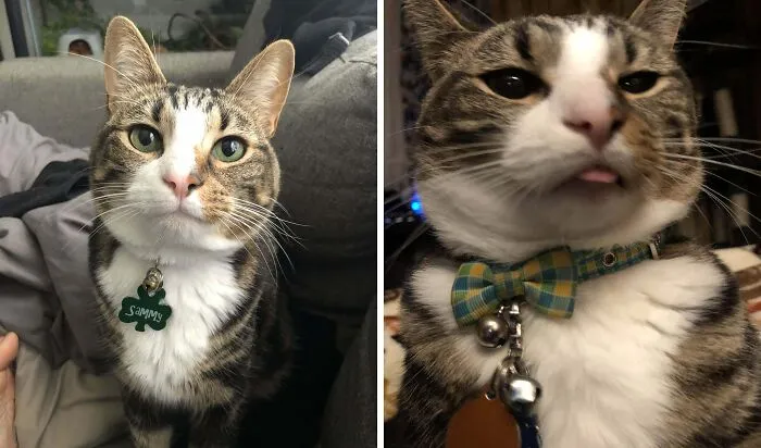 Elegant tabby cat with collar sitting on couch and goofy cat with tongue out wearing bow tie