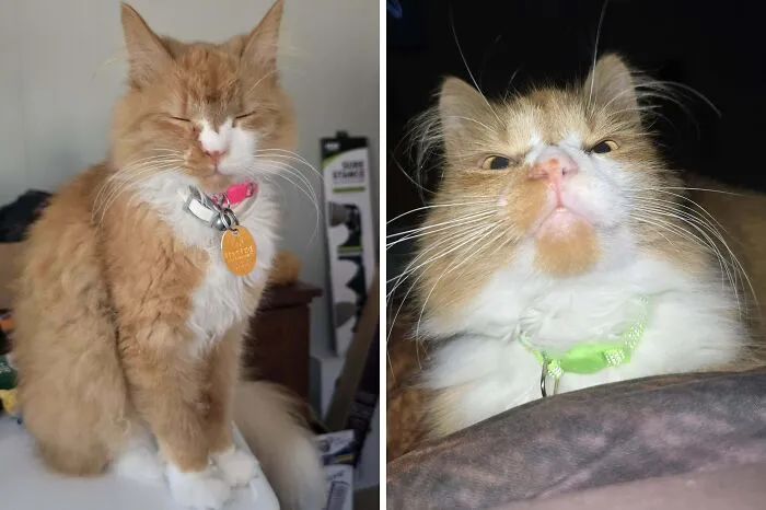 Fluffy orange and white cat with collar sitting calmly and making silly close-up face