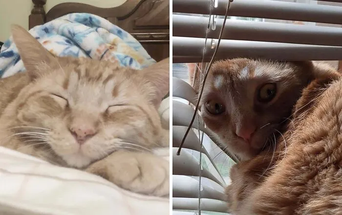 Sleeping tabby cat looking majestic next to awkward anxious face by blinds