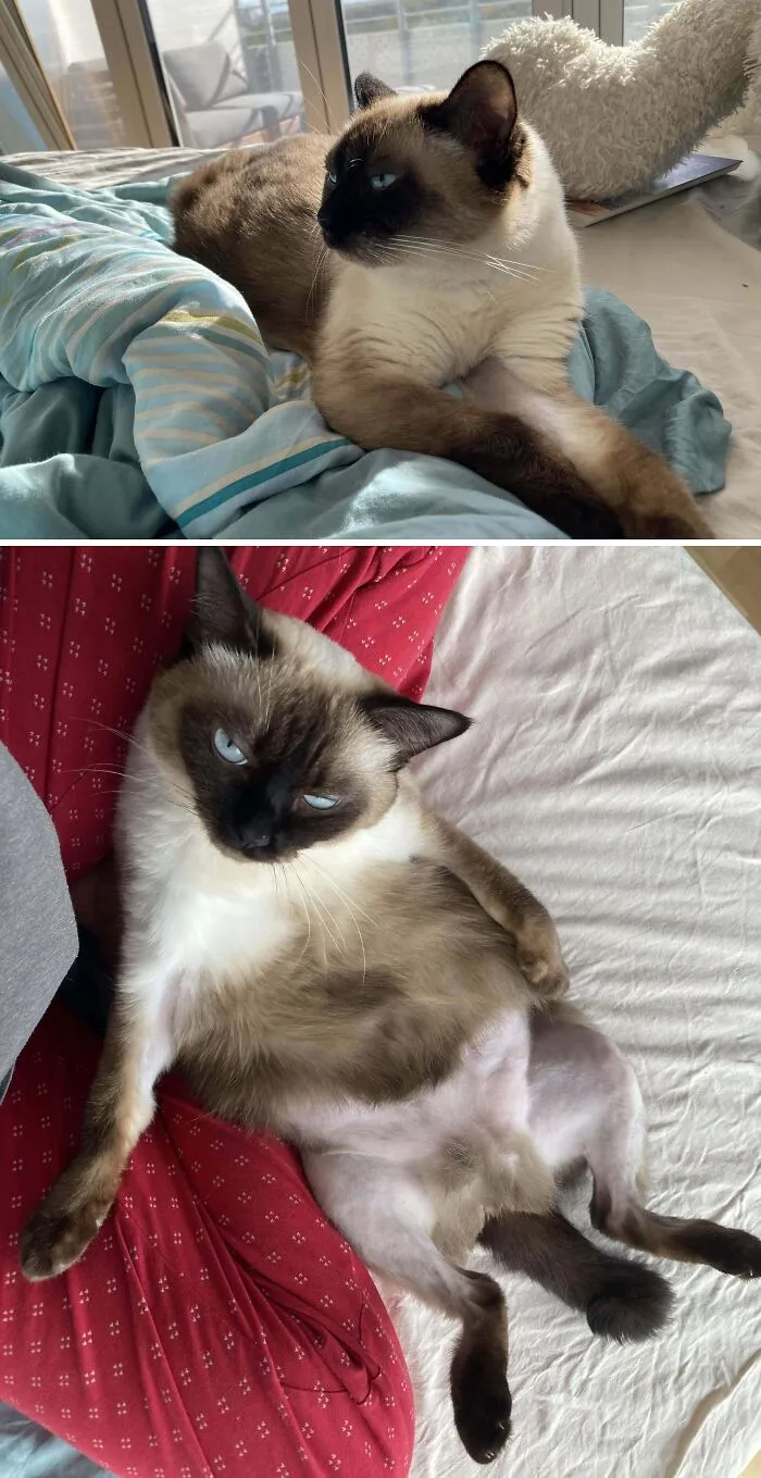 Siamese cat posing elegantly and relaxed in contrast to funny sitting position