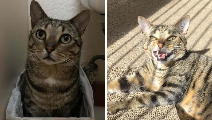 Tabby cat sitting in trash bin majestic and funny yawn in sunlight