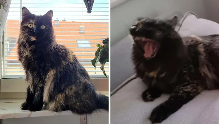 Fluffy tortoiseshell cat sitting by window and yawning black cat on couch