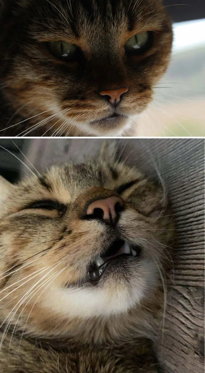 Close-up of dignified tabby cat and cat making funny face with eyes closed