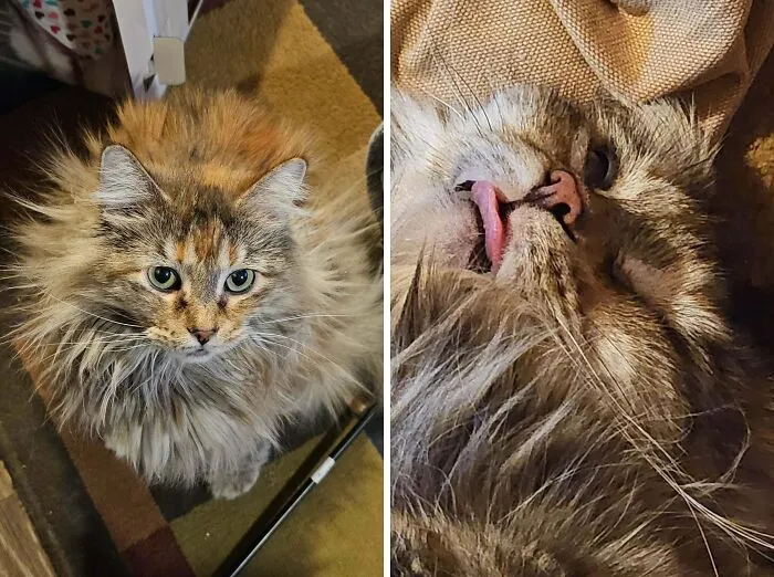 Fluffy majestic cat and silly cat with tongue out on carpet