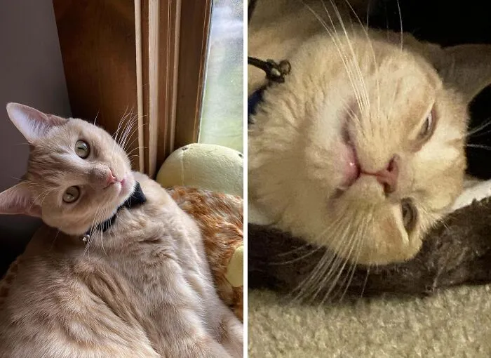 Alert orange tabby cat near window and goofy tabby cat lying on carpet
