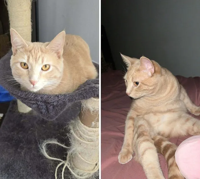 Majestic and funny photos of a beige cat sitting and lounging on a cat tree and bed