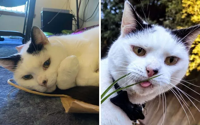 Elegant black and white cat resting vs. silly cat sticking tongue out with grass