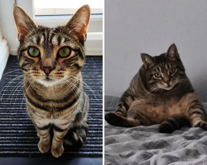 Close-up of majestic tabby cat sitting vs. lazy tabby cat reclining on bed