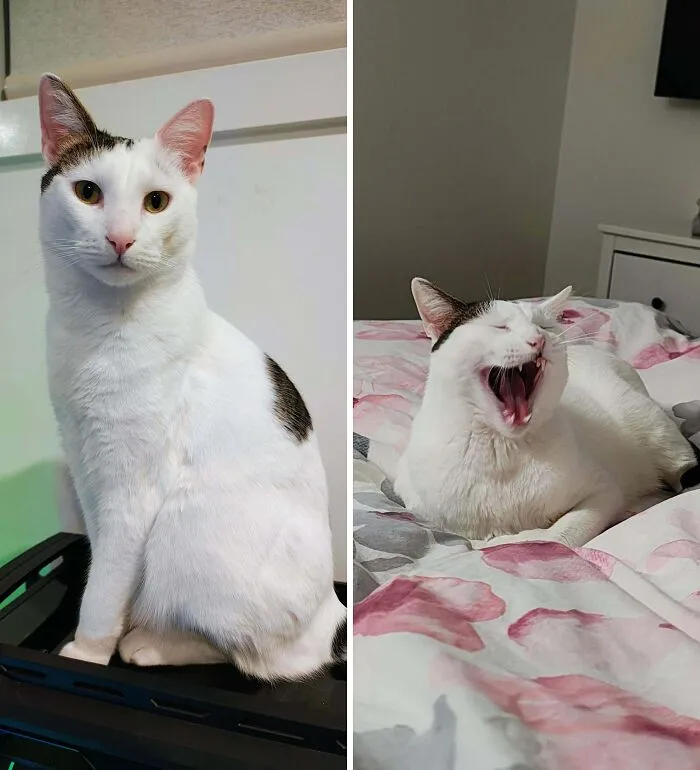 Majestic white cat sitting calmly next to a yawning, less flattering cat photo