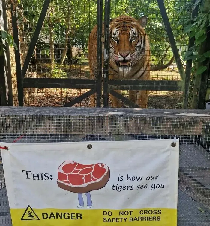 Cursed image of a tiger behind a cage with a sign showing how tigers see humans as meat