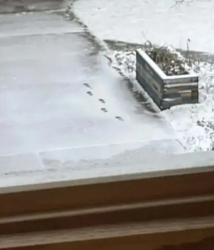 Small animal footprints in snow leading to planter box beside concrete steps