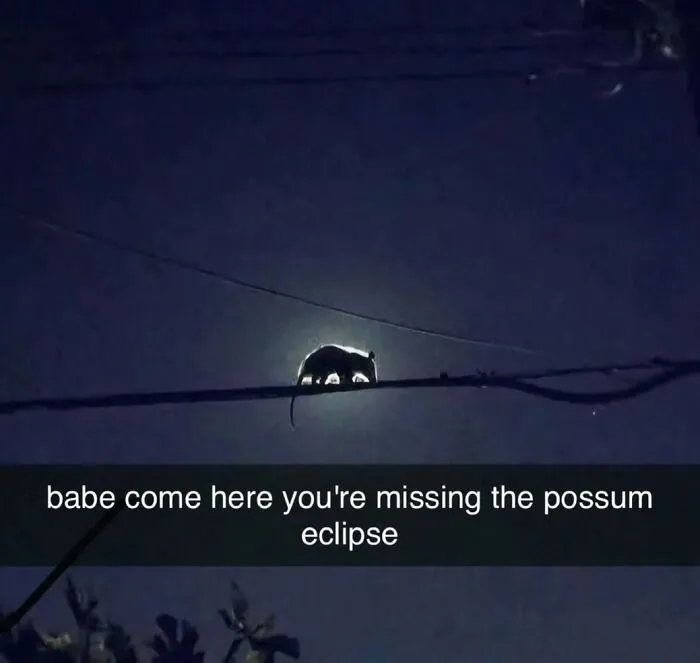 Silhouette of a possum on a wire blocking the moon in amusing posts.
