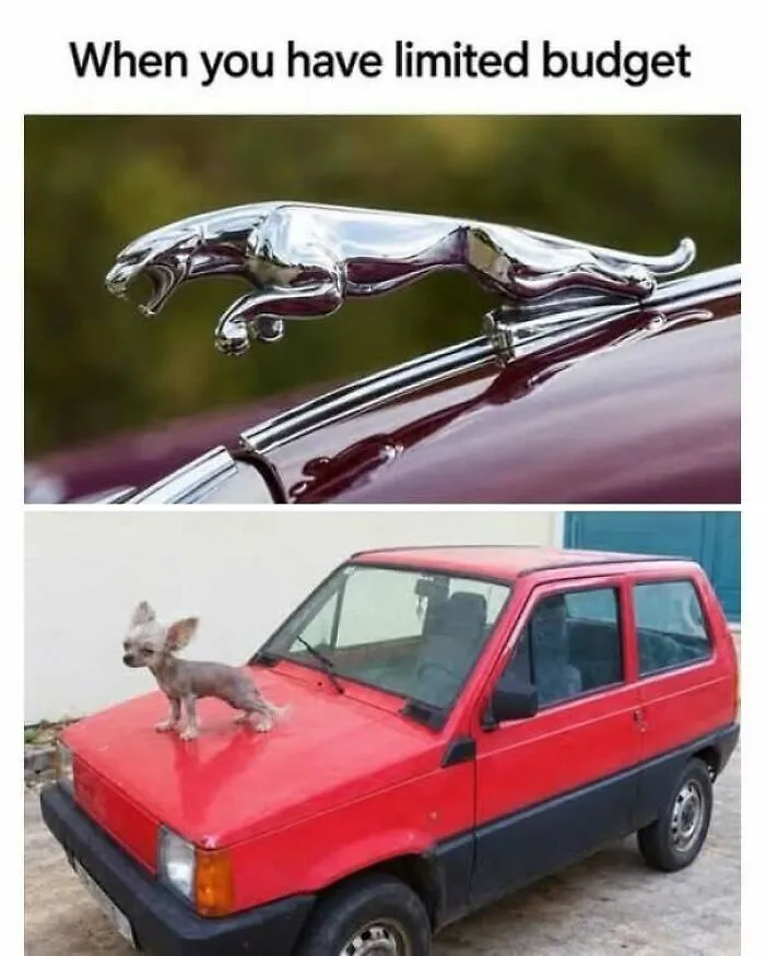 Strange pics of a silver Jaguar hood ornament compared to a small dog on a red car hood.