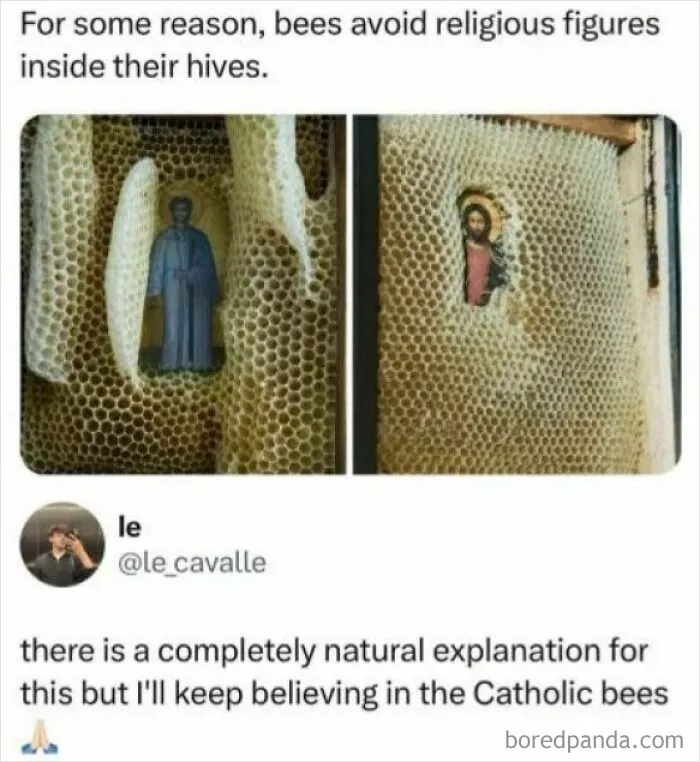 "There Is A Completely Natural Explanation For This But I'll Keep Believing In The Catholic Bees"
