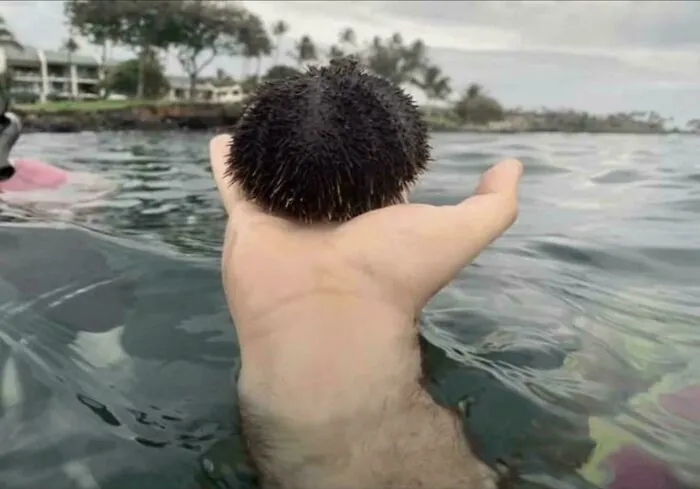 Hand in water holding sea urchin looks like a person with spiky hair confusing the eye