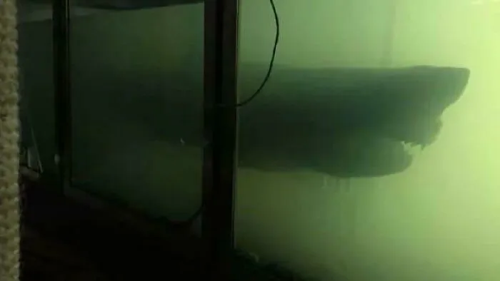Creepy deep-water photo of a large shark silhouette behind a glass panel underwater