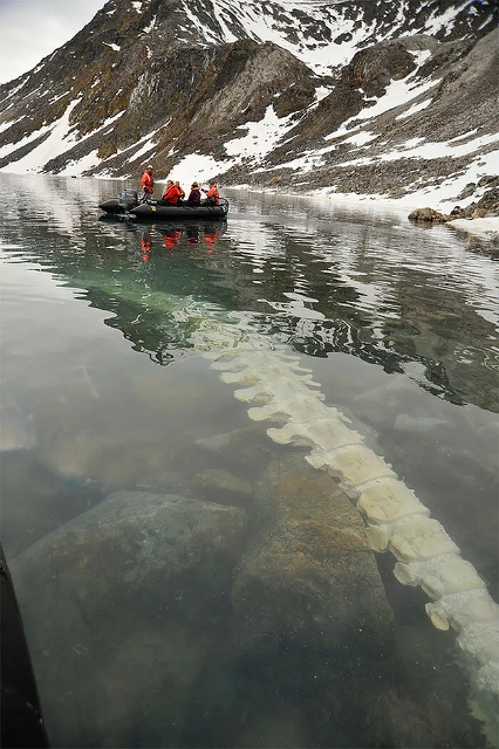 Boat with passengers near huge underwater whale skeleton in cold deep-water lake