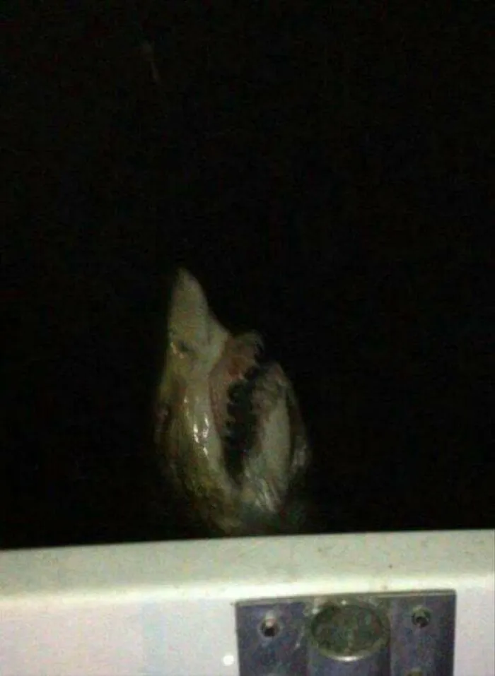 Dark deep-water photo showing a creature with sharp teeth at the surface
