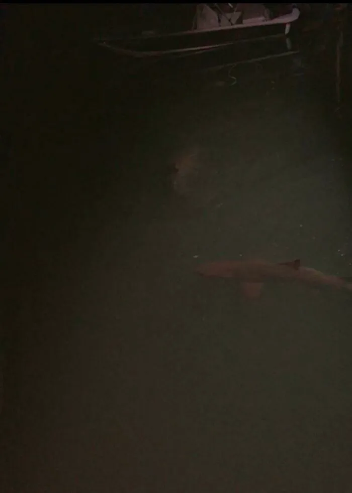 Shark swimming in dark water near boat at night